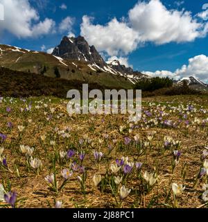 Krokusse im Bregenzerwald, am Weg zum Körbersee, mit dem Widderstein im Hintergrund. weisse und violette, pinke Krokus auf einer Frühlingswiese, Sonne Stockfoto