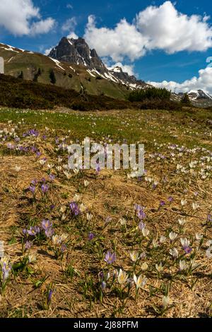 Krokusse im Bregenzerwald, am Weg zum Körbersee, mit dem Widderstein im Hintergrund. weisse und violette, pinke Krokus auf einer Frühlingswiese, Sonne Stockfoto