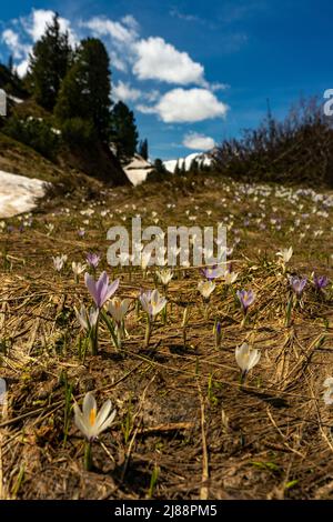 Krokusse im Bregenzerwald, am Weg zum Körbersee, mit dem Widderstein im Hintergrund. weisse und violette, pinke Krokus auf einer Frühlingswiese, Sonne Stockfoto