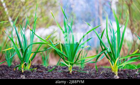 Knoblauch. Junge grüne Knoblauchspriesse im Frühjahr in den Gartenbeeten auf dem Grundstück Stockfoto