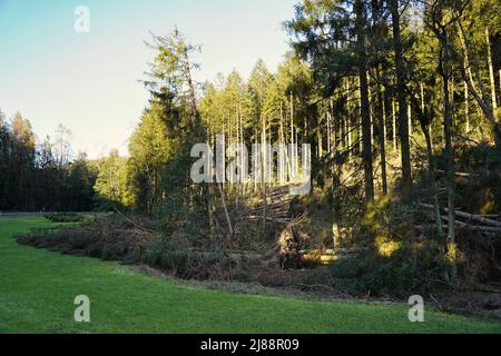 Massive Sturmschäden in einem Wald mit einem Teil der Zerstörung. Bayern, Deutschland. Stockfoto