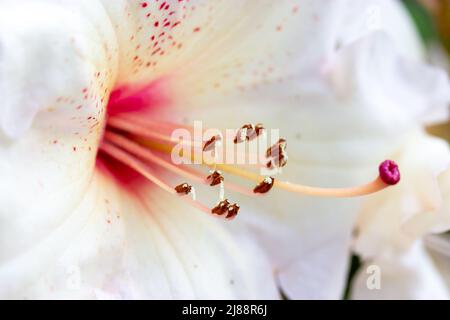 Weiße Rhododendron Azalea blüht im Frühlingsgarten. Weiße Blütenblattpistillen, Staubgefäße Stockfoto