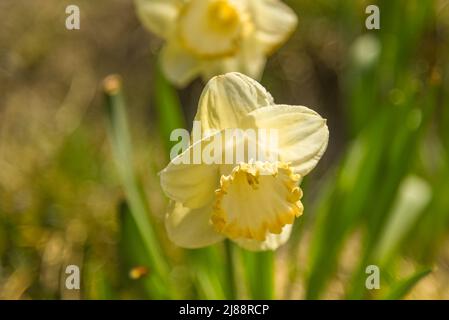 Julianadorp, Niederlande, April 2022. Nahaufnahme van verschillende bloeiende bloemen. Hochwertige Fotos Stockfoto