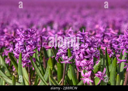 Julianadorp, Niederlande, April 2022. Nahaufnahme van verschillende bloeiende bloemen. Hochwertige Fotos Stockfoto