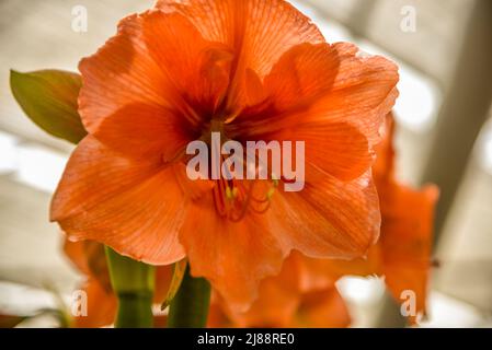 Julianadorp, Niederlande, April 2022. Nahaufnahme van verschillende bloeiende bloemen. Hochwertige Fotos Stockfoto