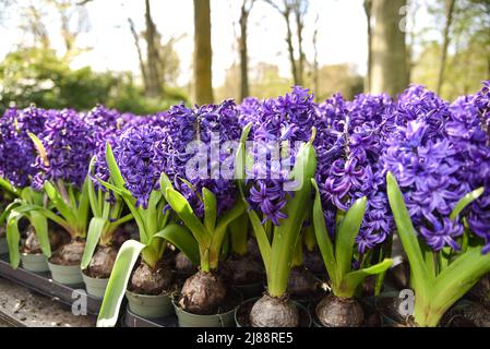 Julianadorp, Niederlande, April 2022. Nahaufnahme van verschillende bloeiende bloemen. Hochwertige Fotos Stockfoto