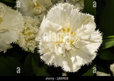 Julianadorp, Niederlande, April 2022. Nahaufnahme van verschillende bloeiende bloemen. Hochwertige Fotos Stockfoto