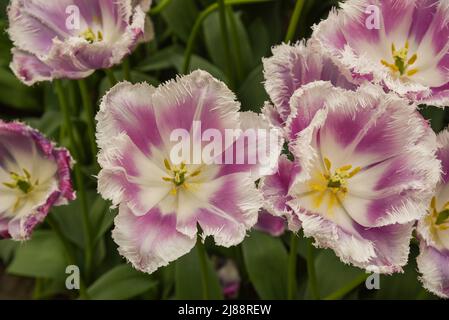 Julianadorp, Niederlande, April 2022. Nahaufnahme van verschillende bloeiende bloemen. Hochwertige Fotos Stockfoto