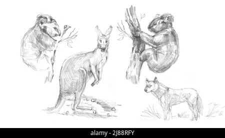 Tiere Australien grafische Illustration Hand gezeichnet Koala emu isoliert auf weißem Hintergrund Stockfoto