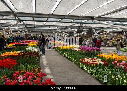 Lisse, Niederlande, Mai 2022. Die Gewächshäuser mit Blumen am Keukenhof, Lisse. Hochwertige Fotos Stockfoto