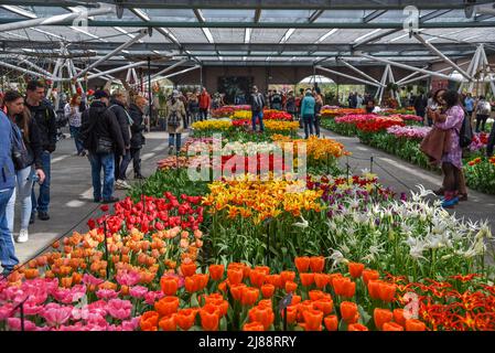 Lisse, Niederlande, Mai 2022. Die Gewächshäuser mit Blumen am Keukenhof, Lisse. Hochwertige Fotos Stockfoto