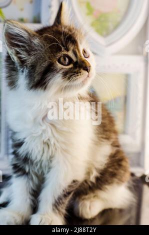 Kleines und flauschiges Kätzchen, das sitzt und starrt Stockfoto