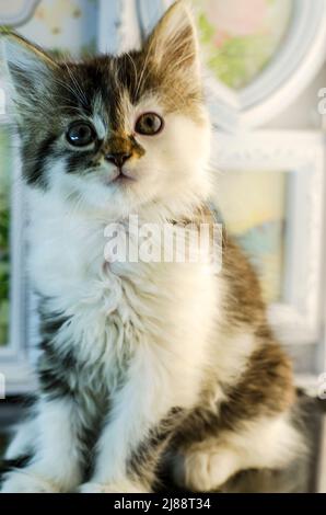 Kleines und flauschiges Kätzchen, das sitzt und starrt Stockfoto