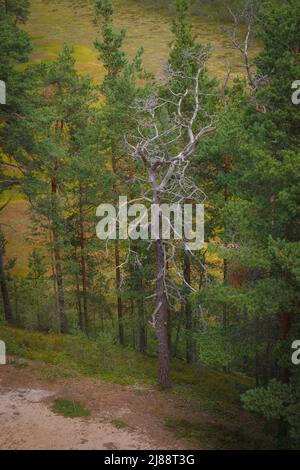 Abgestorbener trockener Baum im Walde in der Nähe des Sumpfes Stockfoto