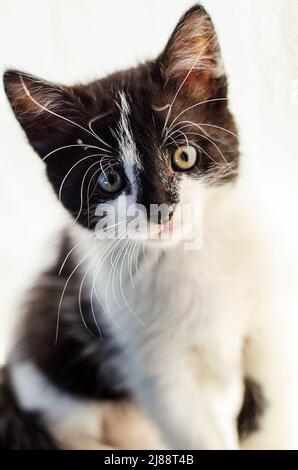 Kleines und flauschiges Kätzchen, das sitzt und starrt Stockfoto