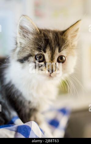 Kleines und flauschiges Kätzchen, das sitzt und starrt Stockfoto