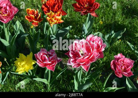 Schöne bunte einfarbig gelb, rot, lila, cran-schwarz, rot-gelb, Rosafarbene, lila-weiße, blühende Tulpen. Stockfoto