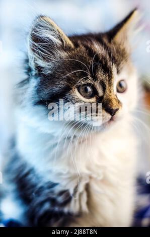 Kleines und flauschiges Kätzchen, das sitzt und starrt Stockfoto