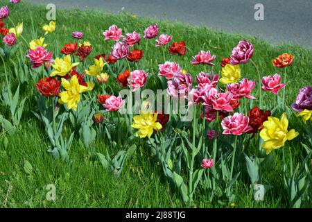 Schöne bunte einfarbig gelb, rot, lila, cran-schwarz, rot-gelb, Rosafarbene, lila-weiße, blühende Tulpen. Stockfoto