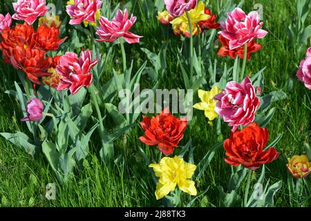 Schöne bunte einfarbig gelb, rot, lila, cran-schwarz, rot-gelb, Rosafarbene, lila-weiße, blühende Tulpen. Stockfoto