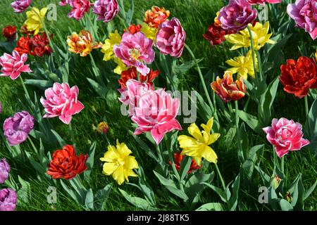 Schöne bunte einfarbig gelb, rot, lila, cran-schwarz, rot-gelb, Rosafarbene, lila-weiße, blühende Tulpen. Stockfoto