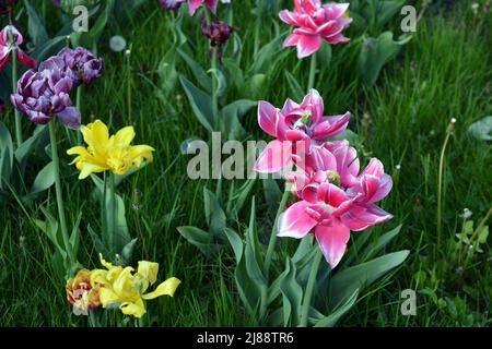 Schöne bunte einfarbig gelb, rot, lila, cran-schwarz, rot-gelb, Rosafarbene, lila-weiße, blühende Tulpen. Stockfoto