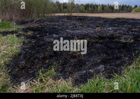 Wald- und Feldfeuer. Trockenes Gras verbrennt, Naturkatastrophe. Verbrennung und Asche. Stockfoto