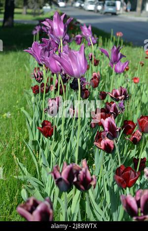 Ungewöhnliche und spezifische große lila, rot-schwarze, rosa Tulpen wachsen auf einem grünen Rasen entlang der Avenue. Helle bunte Frühling Hintergrund der Blüte. Stockfoto