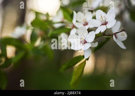 Schöner Hintergrund von wilden Pflaumenblüten. Nahaufnahme-Makro. Einzelpunktfokus Stockfoto