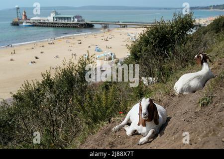 Ziegen auf der Klippe mit Blick auf Bournemouth Beach in Dorset. Die Temperaturen wärmen sich für das Wochenende auf, da die meisten Briten mit Sonnenschein rechnen können. Das Met Office warnte jedoch davor, dass auf einen sonnenverwöhnten Samstag, der ideal für ein Barbecue wäre, heftiger Regen und Gewitter folgen könnten. Bilddatum: Samstag, 14. Mai 2022. Stockfoto