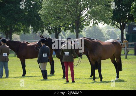 Windsor, Großbritannien. 14.. Mai 2022. Gäste und Teilnehmer genossen heute einen Tag in der warmen Sonne bei der Royal Windsor Horse Show auf dem privaten Gelände des Windsor Castle. Quelle: Maureen McLean/Alamy Live News Stockfoto