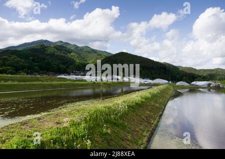 ina, nagano, japan, 2022/14/05 , Reisfelder in Ina, Nagano, im Frühling, während der Überflutung der Felder, so dass sie wie ein Spiegelbild aussehen Stockfoto