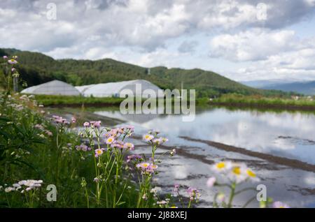 ina, nagano, japan, 2022/14/05 , Wilde Blumen, die in der Nähe eines Reisfeldes in Ina, Nagano wachsen, im Frühling, während der Überschwemmungen der Felder, so dass die Stockfoto