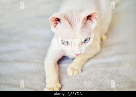 Sphynx Devon Rex aus der Nähe. Porträt eines Haustiers. Stockfoto
