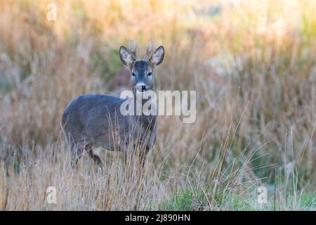 Männlich/Buck Rehe Hyla arborea in einem landwirtschaftlichen Gebiet Yorkshire England Großbritannien Stockfoto