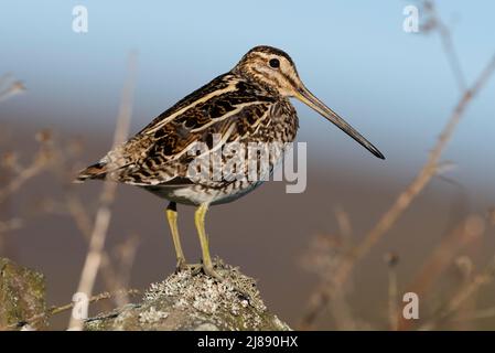 Bekassine (Gallinago gallinago) sat im Grünland im Peak District National Park, England. Stockfoto