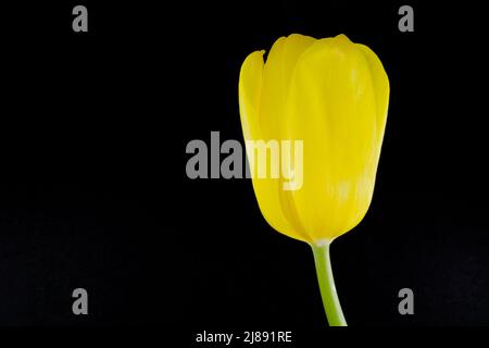 Eine gelbe Tulpenblume, die vor schwarzem Hintergrund blüht Stockfoto