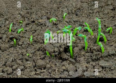 Frische Microgreens Erbsensprossen wachsen aus nächster Nähe Stockfoto