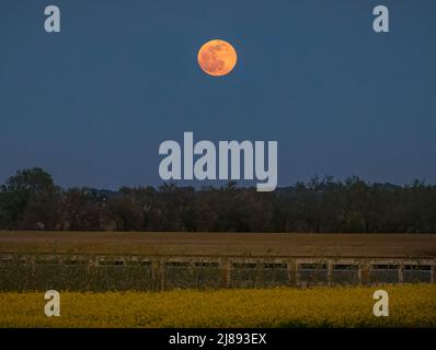 Pink Supermoon im April 2022 Stockfoto