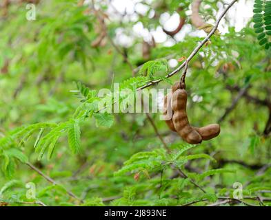 Süße Tamarinde und Blatt auf dem Baum Stockfoto