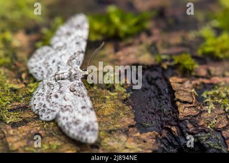 Geometermotte - Physocleora scutigera, kleine schöne weiße Motte aus südamerikanischen Wäldern und Wäldern, Ecuador. Stockfoto