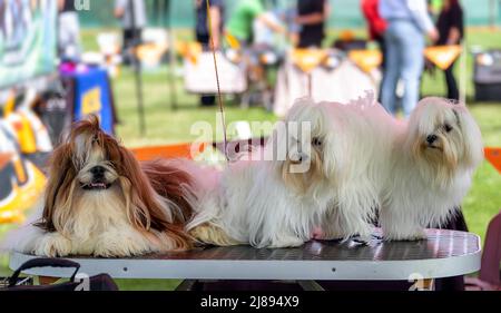 Lhasa Apso und Shih Tzu - drei Hunde präpariert und warten auf eine Hundeschau Stockfoto