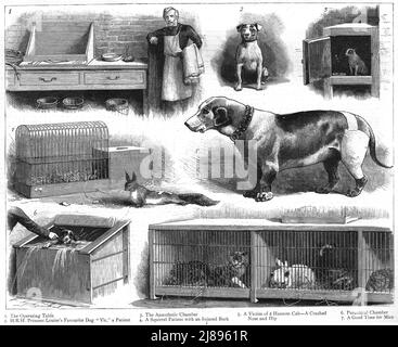 ''The Animals Institute-A Hospital for Horses, Dogs, Cats, etc.', 1888. Von „The Graphic. An Illustrated Weekly Newspaper Volume38. Juli bis Dezember, 1888'. Stockfoto