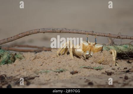 Geisterkrabbe baut einen Tunnel als Zuflucht. Nationalpark Langue de Barbarie. Saint-Louis. Senegal. Stockfoto