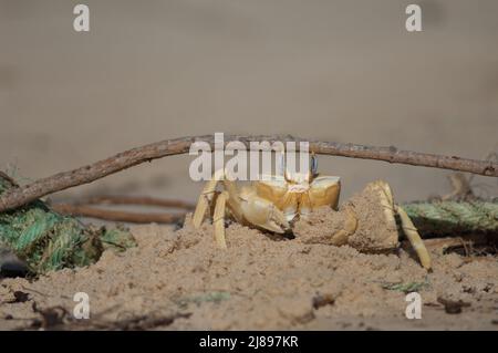 Geisterkrabbe baut einen Tunnel als Zuflucht. Nationalpark Langue de Barbarie. Saint-Louis. Senegal. Stockfoto