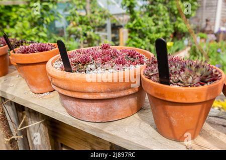 Pflanzen, die in Terrakotta-Töpfen außerhalb in einem Hausgarten UK wachsen Stockfoto