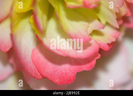 Nahaufnahme der Rose Picotee Begonia Blume mit gelben Staubblättern und rosa gesäumten Blütenblättern. Stockfoto