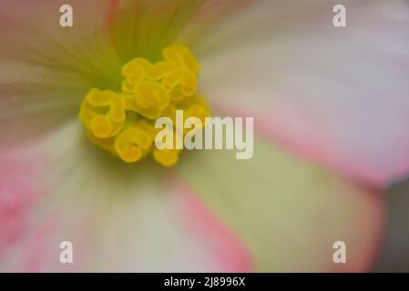 Nahaufnahme der Rose Picotee Begonia Blume mit gelben Staubgefäßen und rosa gesäumten Blütenblättern mit einem impressionistischen Flair. Stockfoto