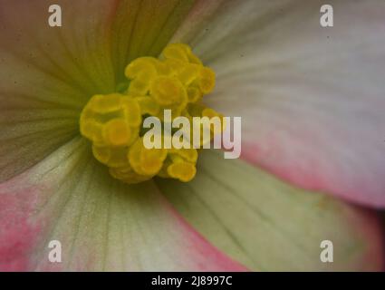 Nahaufnahme der Rose Picotee Begonia Blume mit gelben Staubblättern und rosa gesäumten Blütenblättern. Stockfoto