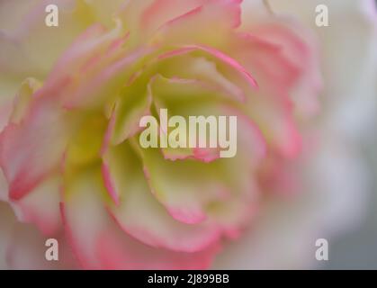 Nahaufnahme der Rose Picotee Begonia Blume mit gelbem Zentrum und rosa, gesäumten Blütenblättern mit einem impressionistischen Flair. Stockfoto